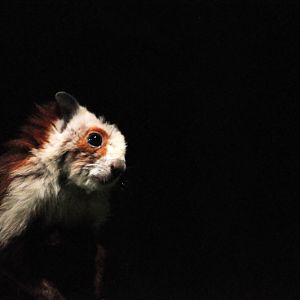 giant flying squirrel