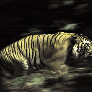 malayan tiger