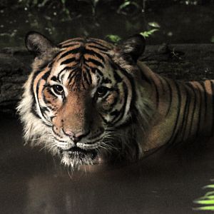 malayan tiger