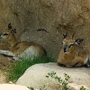 Kopje 1986 - Klipspringer