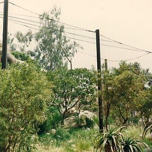 Kopje 1986 - Verreauxs Eagle Aviary