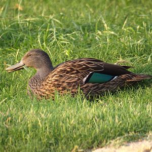 confirmed it´s a Meller's Duck