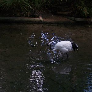 Red Crowned Crane