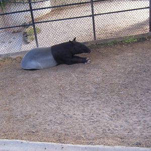 Malayan Tapir