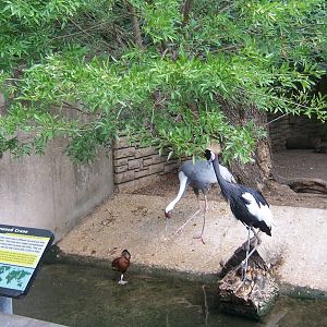 Crowned and white-naped Crane