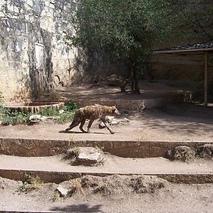 Spotted Hyena