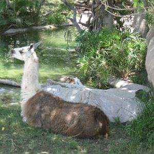llama and capybara
