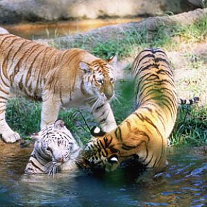 3 colors of indian tiger