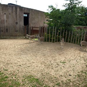 GaiaPark - Zebra paddock