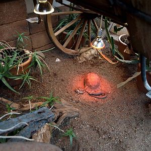 Malmoe Reptile Center - Desert exhibit