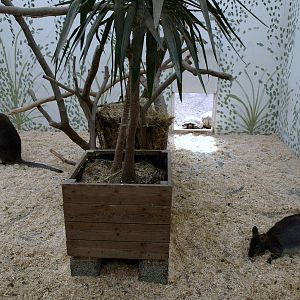 Malmoe Reptile Center - Wallaby indoor exhibit
