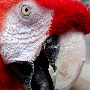 Malmoe Reptile Center - Douglas.