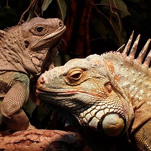 Malmoe Reptile Center - Green iguanas
