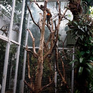 Malmoe Reptile Center - Lorikeet aviary