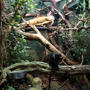 Malmoe Reptile Center - Tamarin/iguana exhibit