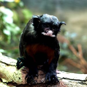 Malmoe Reptile Center - White-lipped tamarin