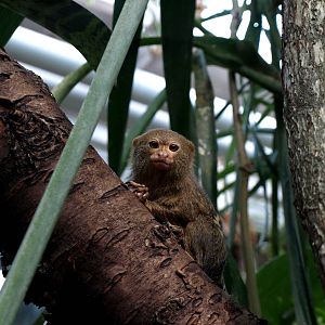 Malmoe Reptile Center - Pygmy marmoset
