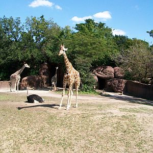 Saint Louis Zoo/October 2008