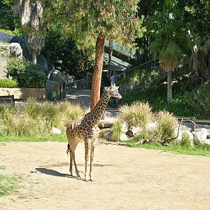Los Angeles Zoo/Spring 2009