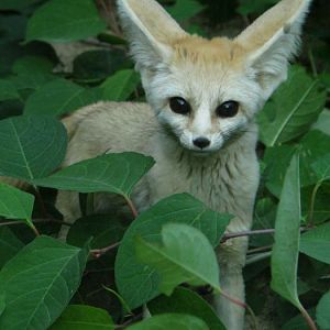 Fennec fox male