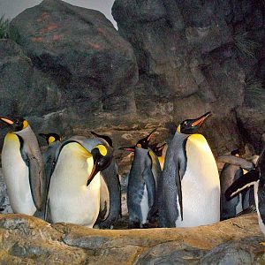 Saint Louis Zoo/October 2008