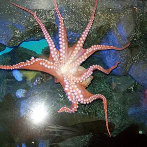 Octapus