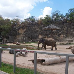 Asian Elephant