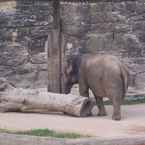 Asian Elephant