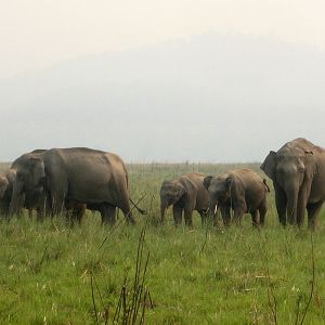 Jim Corbett National Park,India.