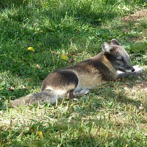Arctic Fox