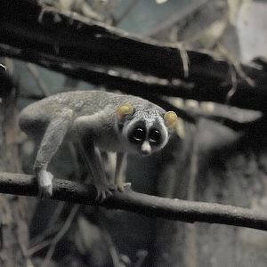 Grey slender Loris