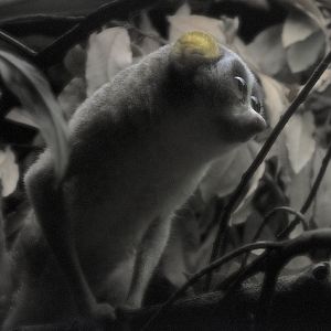 Slender Loris