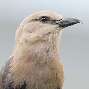 Blue-bellied roller