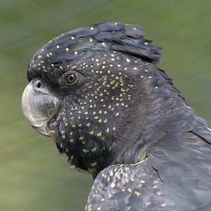 Red-tailed black cockatoo