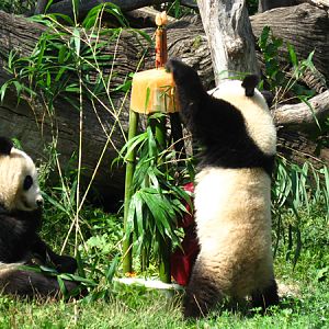 Fu Long's 2nd Birthday, Zoo Vienna