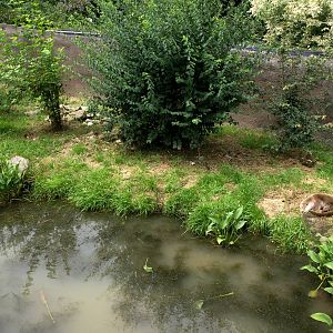 GaiaPark - Otter exhibit