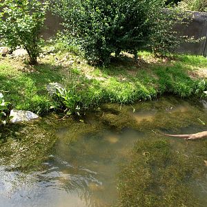 GaiaPark - Otter exhibit