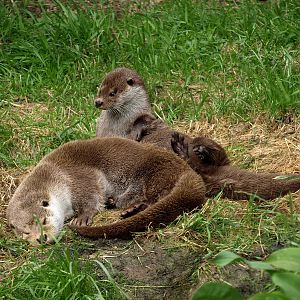 GaiaPark - European otters