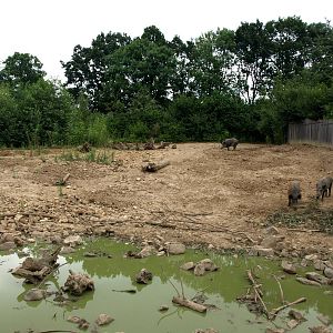 GaiaPark - Wild boar exhibit