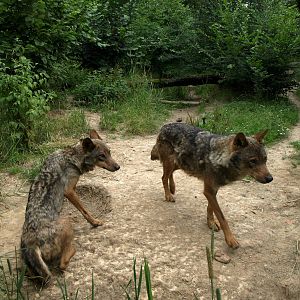 GaiaPark - Iberian wolf exhibit
