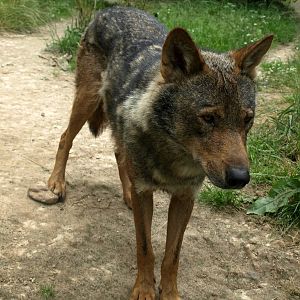 GaiaPark - Iberian wolf