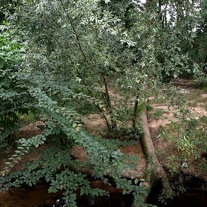 GaiaPark - Iberian wolf exhibit