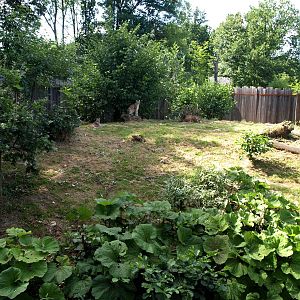 GaiaPark - Lynx exhibit