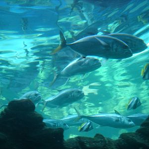 Bournemouth Oceanarium