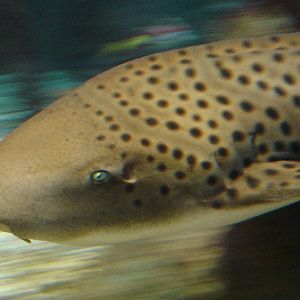 Bournemouth Oceanarium