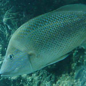 Bournemouth Oceanarium