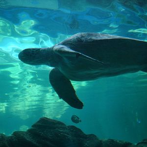 Bournemouth Oceanarium