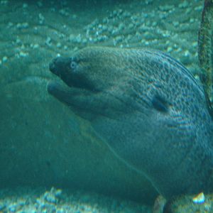 Bournemouth Oceanarium