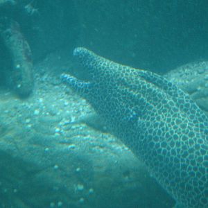 Bournemouth Oceanarium