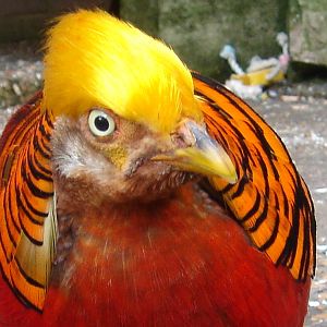 Bournemouth Gardens Aviary.